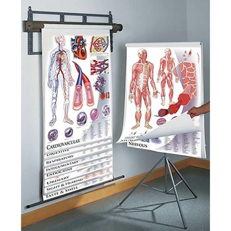 DENOYER-GEPPERT Charts/Posters, Anatomy &Physiology Set/11 Tripod 1435-41